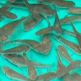 LIVE & FROZEN BAIT